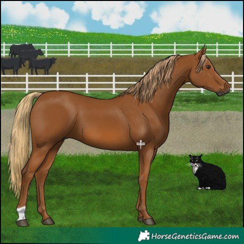 Horse Color:Gray Chestnut
