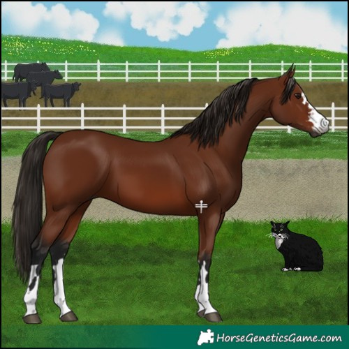 Horse Color:Gray Bay