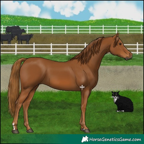 Horse Color:Gray Chestnut