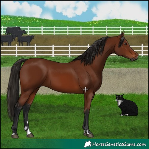 Horse Color:Gray Bay