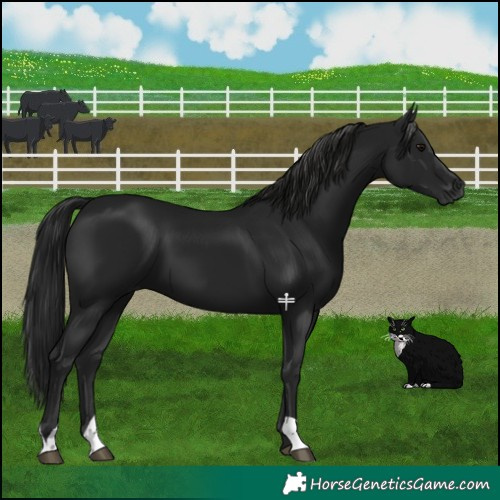 Horse Color:Gray Black