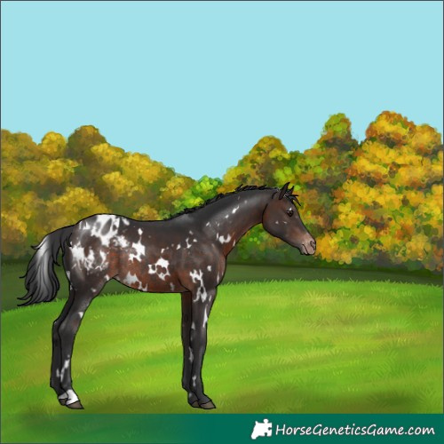 Horse Color:White Spotted Brown Appaloosa Rabicano 