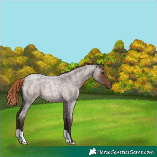 Horse Color:Liver Red Roan