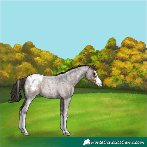 Horse Color:Liver Red Roan Sabino Appaloosa