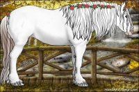 Horse Color:Brown Near Leopard