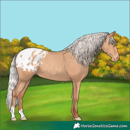 Horse Color:Silver Sable Champagne Blanket