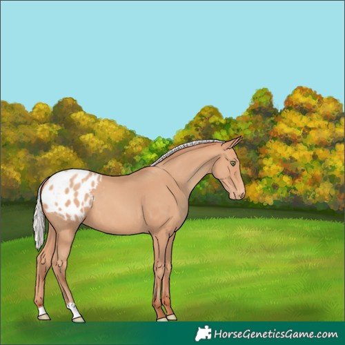 Horse Color:Silver Sable Champagne Appaloosa