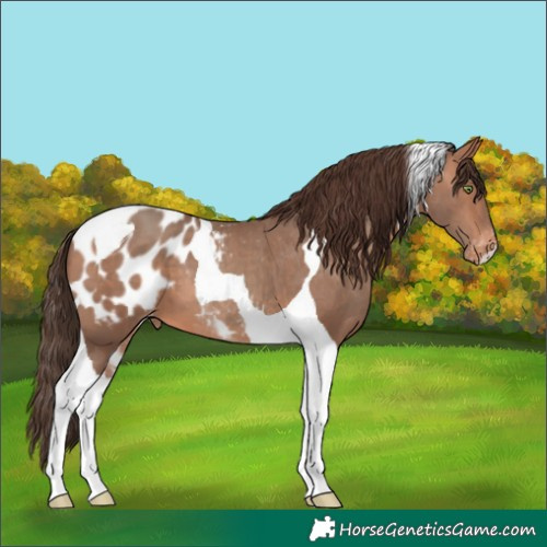 Horse Color:Sable Champagne Tobiano Appaloosa 