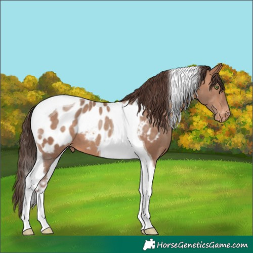 Horse Color:Sable Champagne Tobiano Appaloosa