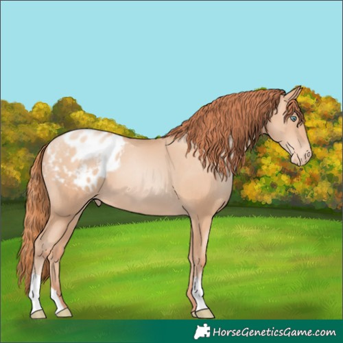 Horse Color:Sable Champagne Pearl Appaloosa