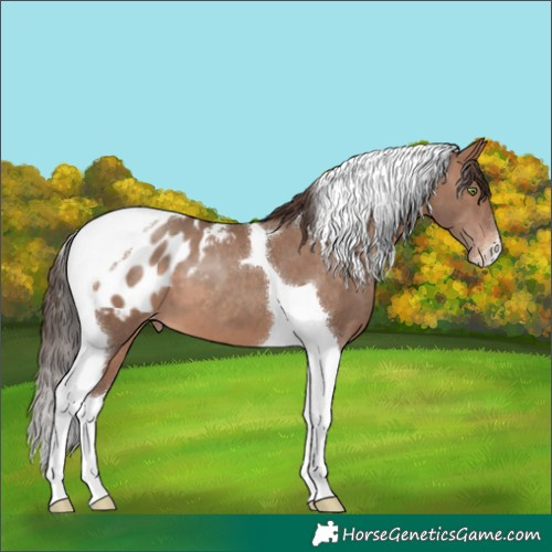 Horse Color:Sable Champagne Tobiano Appaloosa 