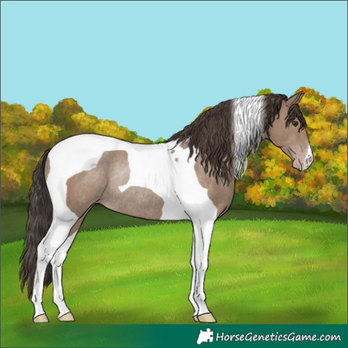 Horse Color:Classic Champagne Tobiano Rabicano