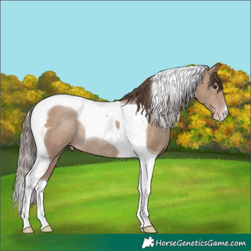 Horse Color:Classic Champagne Tobiano Rabicano