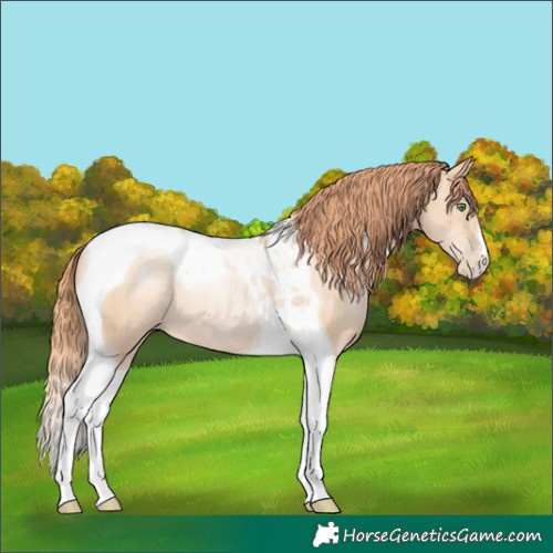 Horse Color:Classic Champagne Pearl Tobiano Rabicano