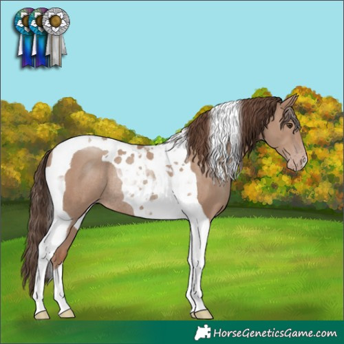 Horse Color:Classic Champagne Tobiano Rabicano 