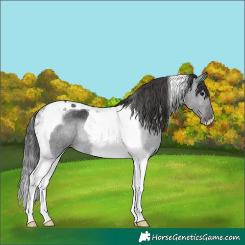 Horse Color:Black Tobiano Rabicano 