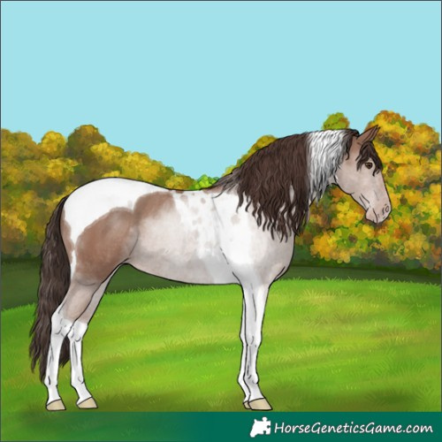 Horse Color:Classic Champagne Tobiano Rabicano 