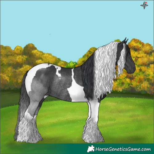 Horse Color:Black Tobiano Rabicano 