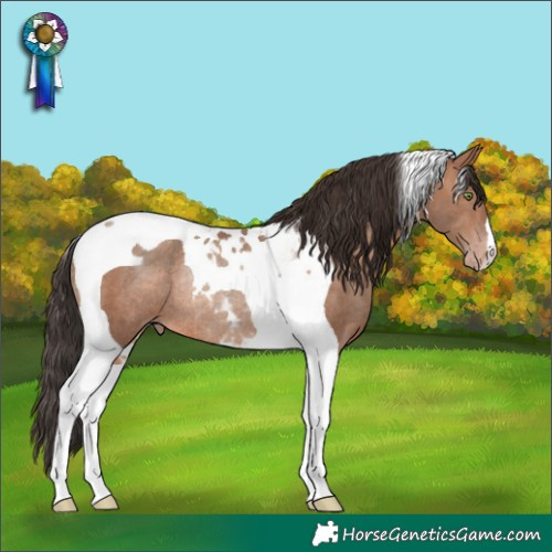 Horse Color:Sable Champagne Tobiano Rabicano 