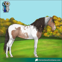 Horse Color:Sable Champagne Tobiano Rabicano