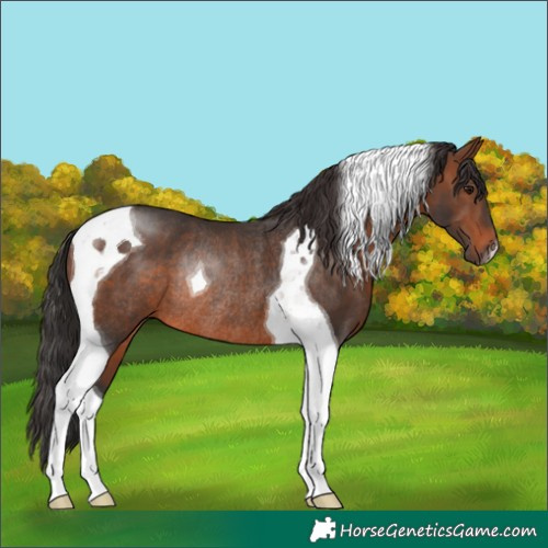 Horse Color:Brown Tobiano Rabicano 