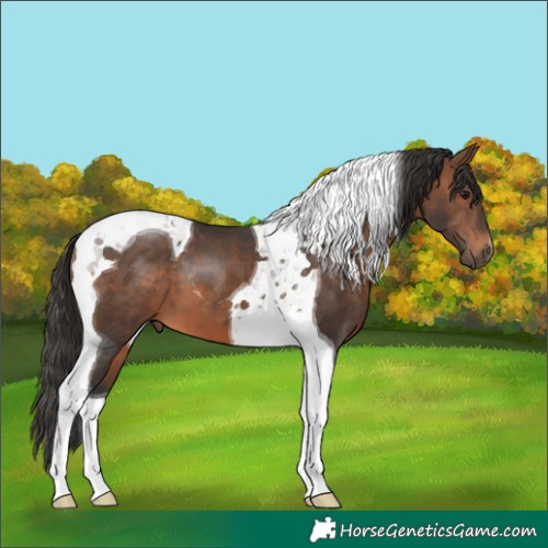 Horse Color:Brown Tobiano