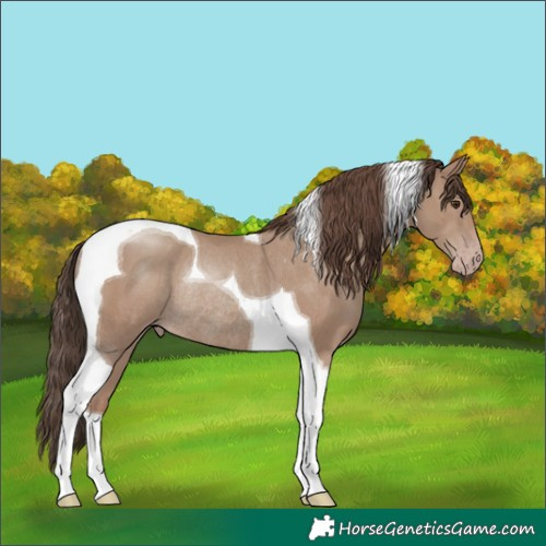 Horse Color:Classic Champagne Tobiano Rabicano 