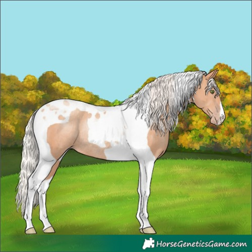 Horse Color:Silver Classic Champagne Tobiano Rabicano