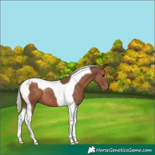 Horse Color:Silver Black Tobiano 