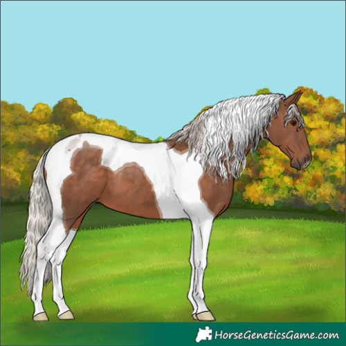 Horse Color:Silver Black Tobiano 