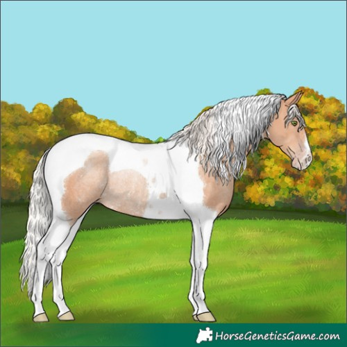 Horse Color:Silver Classic Champagne Tobiano Rabicano 