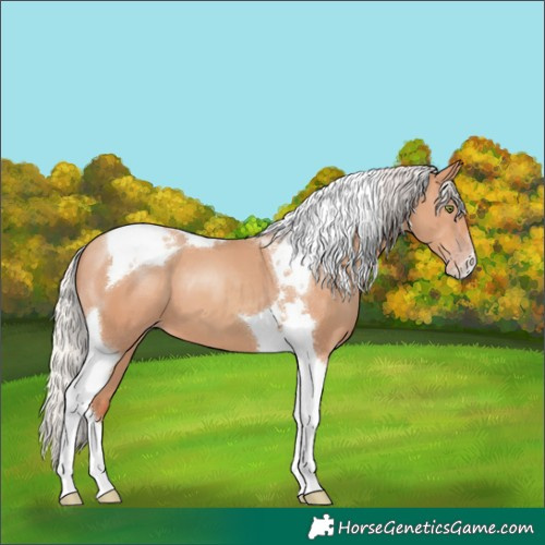 Horse Color:Silver Classic Champagne Tobiano 