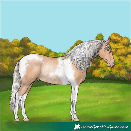 Horse Color:Silver Classic Champagne Tobiano Rabicano 