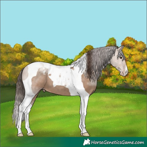 Horse Color:Classic Champagne Tobiano