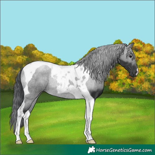 Horse Color:Black Tobiano Rabicano