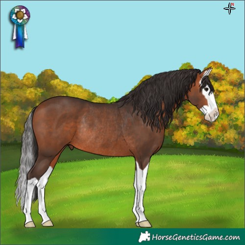 Horse Color:Bay Splash Rabicano 