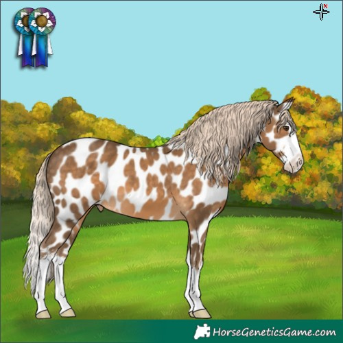 Horse Color:Chocolate Palomino Sabino Splash Appaloosa 