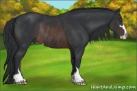 Horse Color:Brown Sabino Rabicano