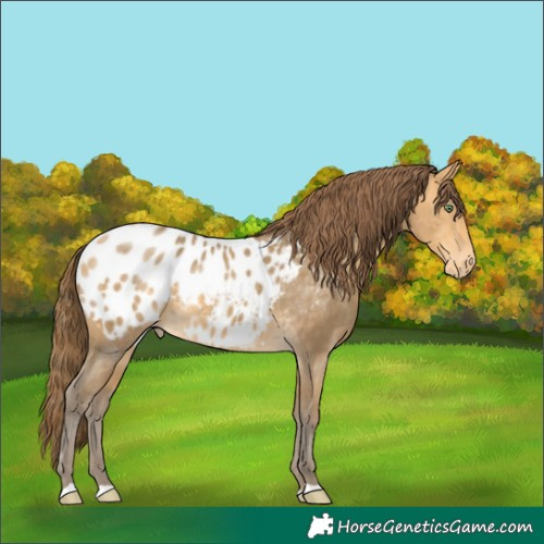 Horse Color:Sable Cream Champagne Blanket 