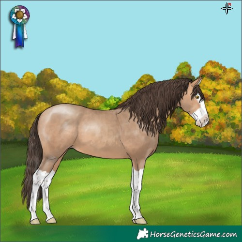 Horse Color:Amber Champagne Splash 