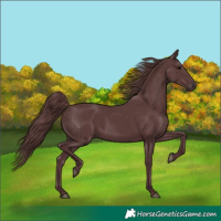 Horse Color:Chocolate Black 