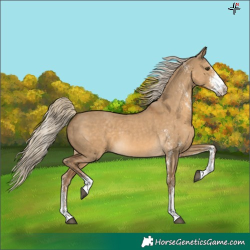 Horse Color:White Spotted Chocolate Palomino Dun 