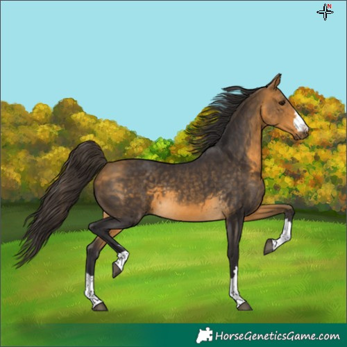 Horse Color:Buckskin 