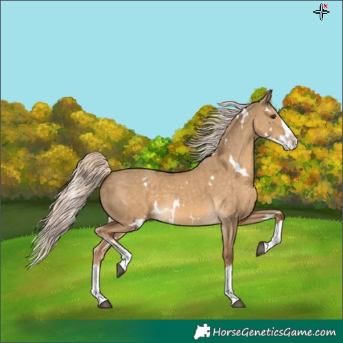 Horse Color:White Spotted Chocolate Palomino Dun Splash