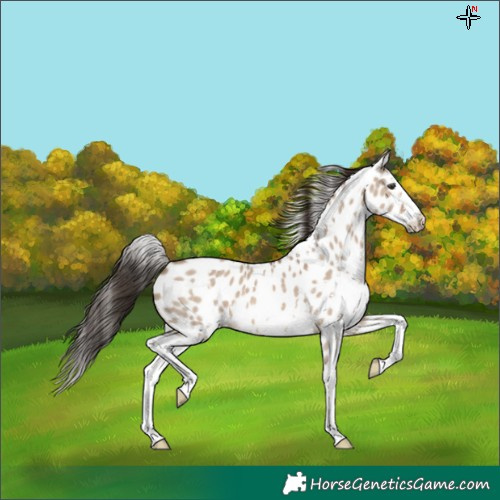 Horse Color:White Spotted Liver Red Dun Sabino Splash Near Leopard