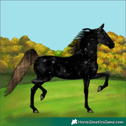 Horse Color:Void Red Dun Sabino 