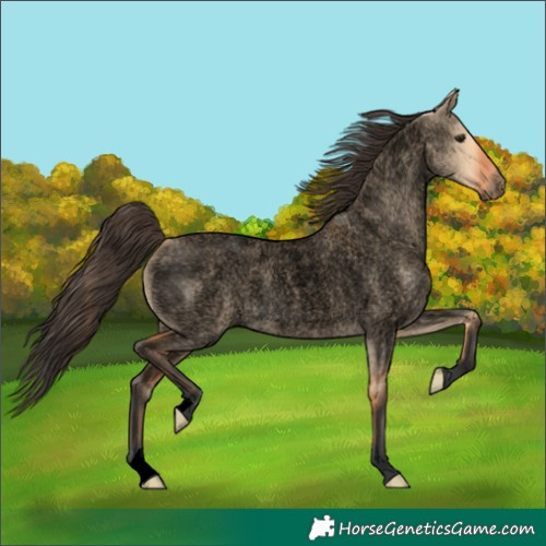 Horse Color:Void Bay Roan Dun