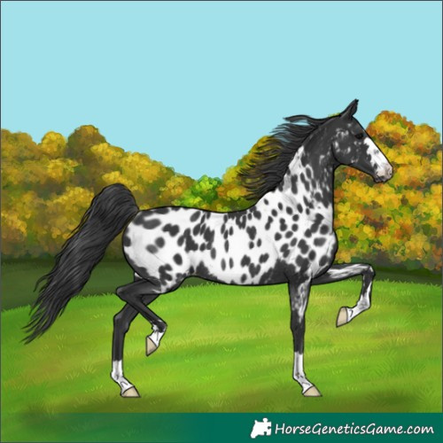 Horse Color:Black Near Leopard Rabicano
