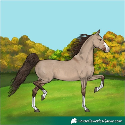 Horse Color:Liver Red Dun
