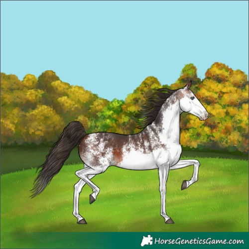 Horse Color:White Spotted Bay Splash 